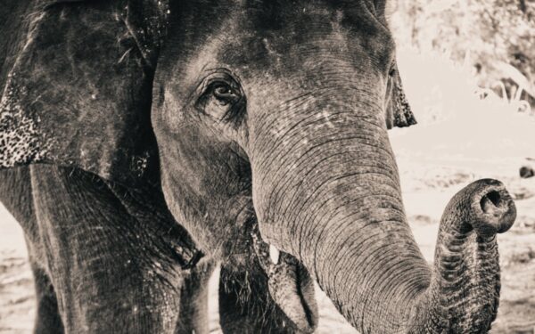 Wildlife Conservation Network Elephant